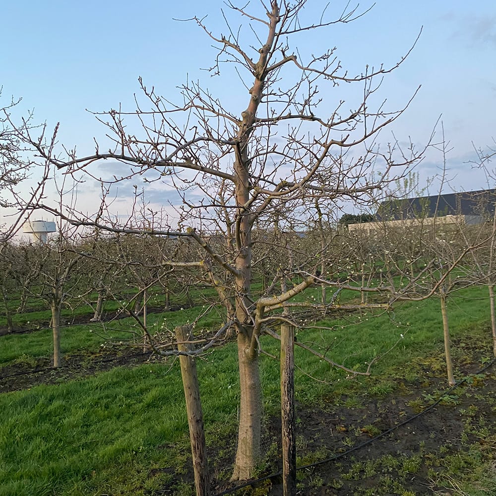Halfstam fruitboom op de fruitboomkwekerij in Antwerpen
