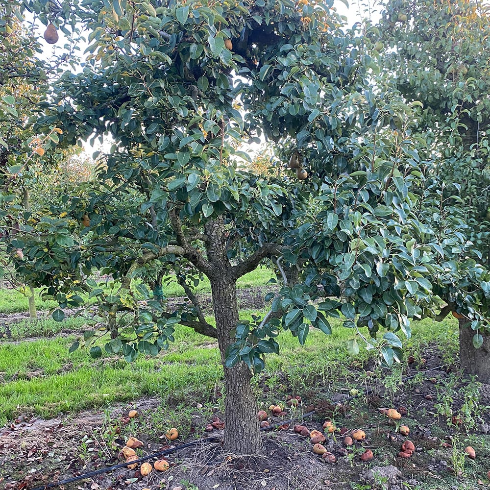 Karaktervolle oude fruitboom Antwerpen kwekerij
